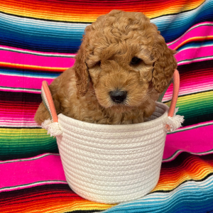 Goldendoodle Puppy Bogey