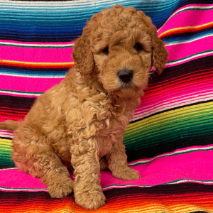 Goldendoodle Puppy Bogey