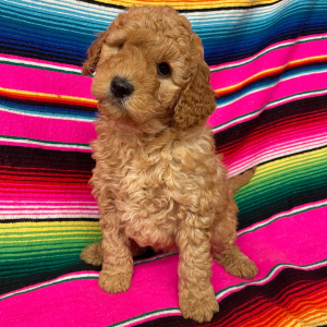 Goldendoodle Puppy Bogey