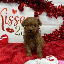 Poodle Puppy Nathan