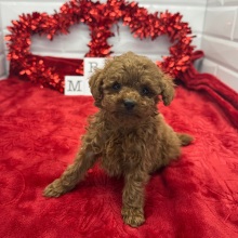Poodle Puppy Nathan
