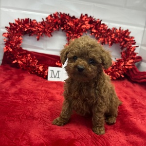 Poodle Puppy Nathan