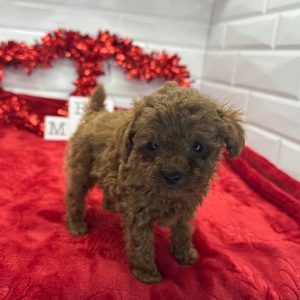 Poodle Puppy Nathan