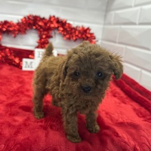 Poodle Puppy Nathan