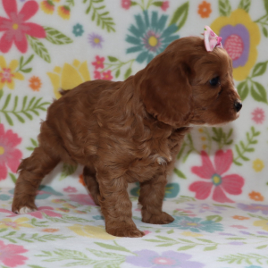 Cavapoo Puppy Jallie