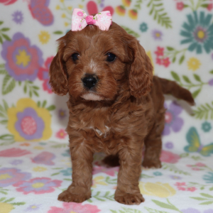 Cavapoo Puppy Jallie
