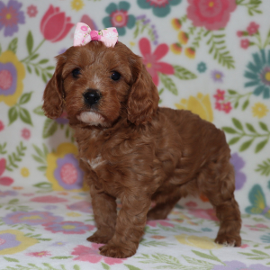 Cavapoo Puppy Jallie