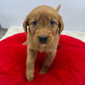 Golden Retriever Puppy Shelby