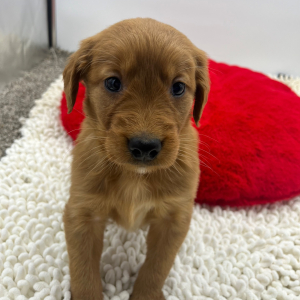 Golden Retriever Puppy Shelby