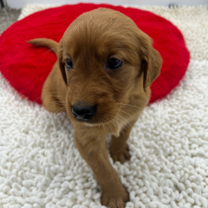 Golden Retriever Puppy Shelby