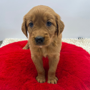 Golden Retriever Puppy Shelby