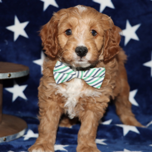 Goldendoodle Puppy Skippy