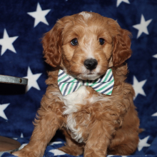 Goldendoodle Puppy Skippy