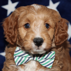 Goldendoodle Puppy Skippy