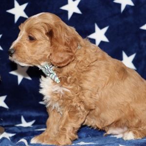 Goldendoodle Puppy Skippy