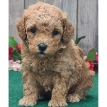 Poodle Puppy Biscuit