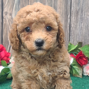 Poodle Puppy Biscuit