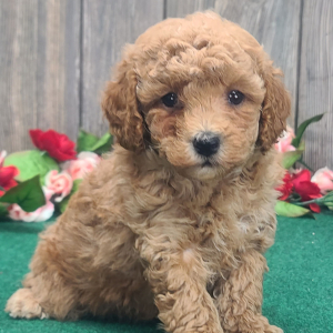 Poodle Puppy Biscuit