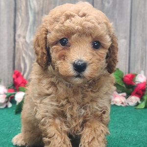 Poodle Puppy Biscuit