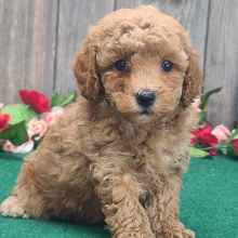 Poodle Puppy Biscuit