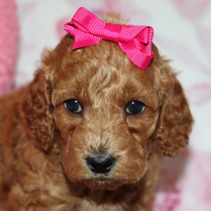 Poodle Puppy Annabelle