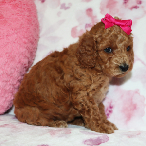 Poodle Puppy Annabelle