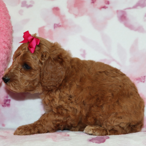Poodle Puppy Annabelle