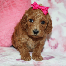 Poodle Puppy Annabelle