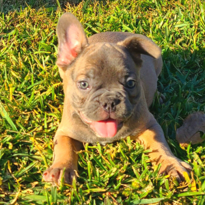 French Bulldog Puppy Diesel