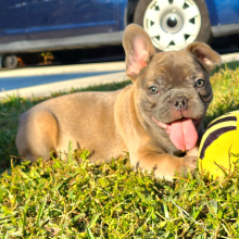 French Bulldog Puppy Diesel