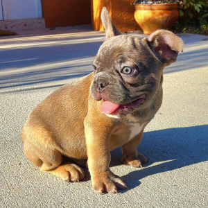French Bulldog Puppy Diesel