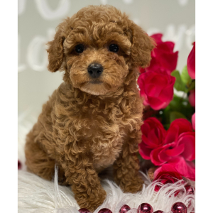 Poodle Puppy Cuddles