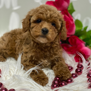 Poodle Puppy Cuddles