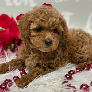 Poodle Puppy Cuddles