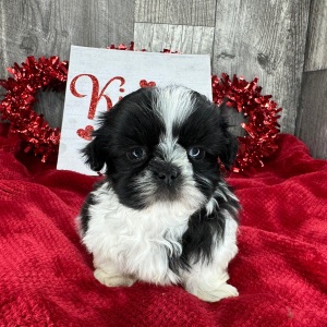 Shih Tzu Puppy Porter
