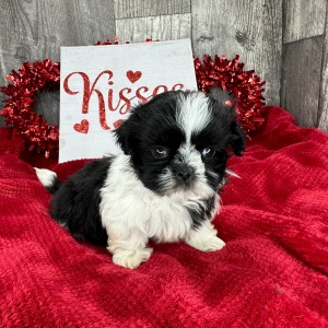 Shih Tzu Puppy Porter