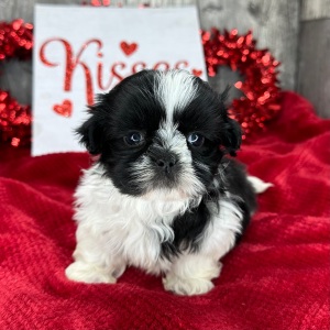 Shih Tzu Puppy Porter
