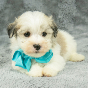 Havanese Puppy Gordon