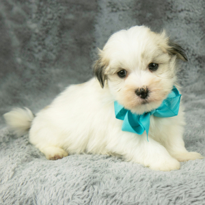Havanese Puppy Gordon