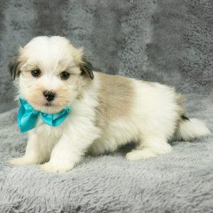 Havanese Puppy Gordon