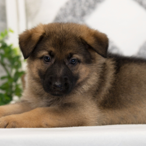German Shepherd Dog Puppy Phoenix