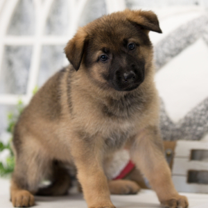 German Shepherd Dog Puppy Phoenix