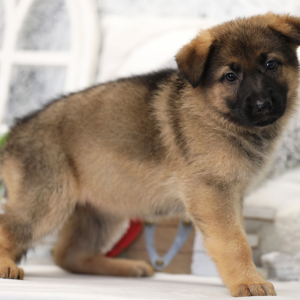 German Shepherd Dog Puppy Phoenix