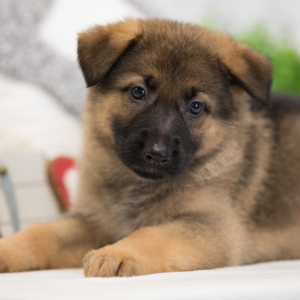 German Shepherd Dog Puppy Phoenix