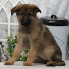 German Shepherd Dog Puppy Phoenix