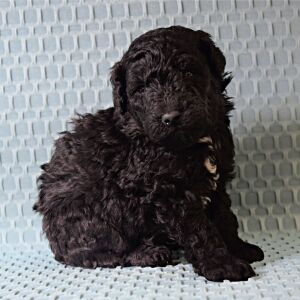 Poodle Puppy Tate