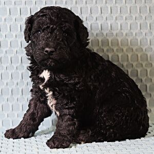Poodle Puppy Tate