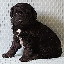 Poodle Puppy Tate