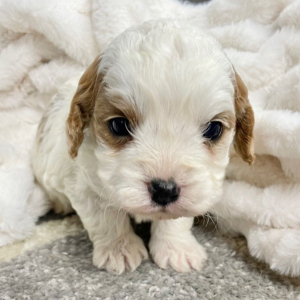 Cavapoo Puppy Fireball