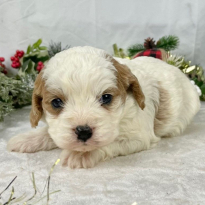 Cavapoo Puppy Fireball
